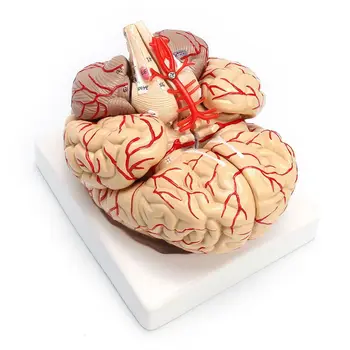 Модель анатомического органа для препарирования мозга Человека в натуральную величину 1:1