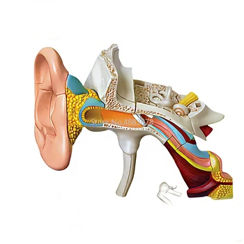 4D Структура ушного канала Человека Анатомическая модель Обучающая детская игрушка-головоломка Для Сборки Школьных медицинских Учебных принадлежностей