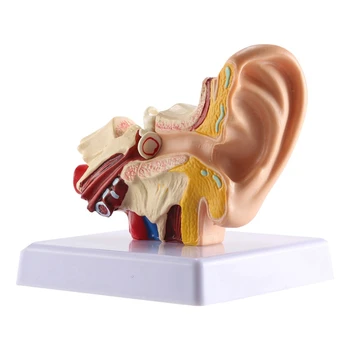 1.5 X Модель анатомии человеческого уха-Профессиональная настольная имитационная модель структуры внутреннего уха для обучения