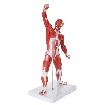 Миниатюрная модель мышечной системы Анатомическая модель человеческих мышц, отображающая Поверхностную анатомию мышц и структуру тела