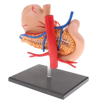 Модель органов желудка и поджелудочной железы человека 2: 3